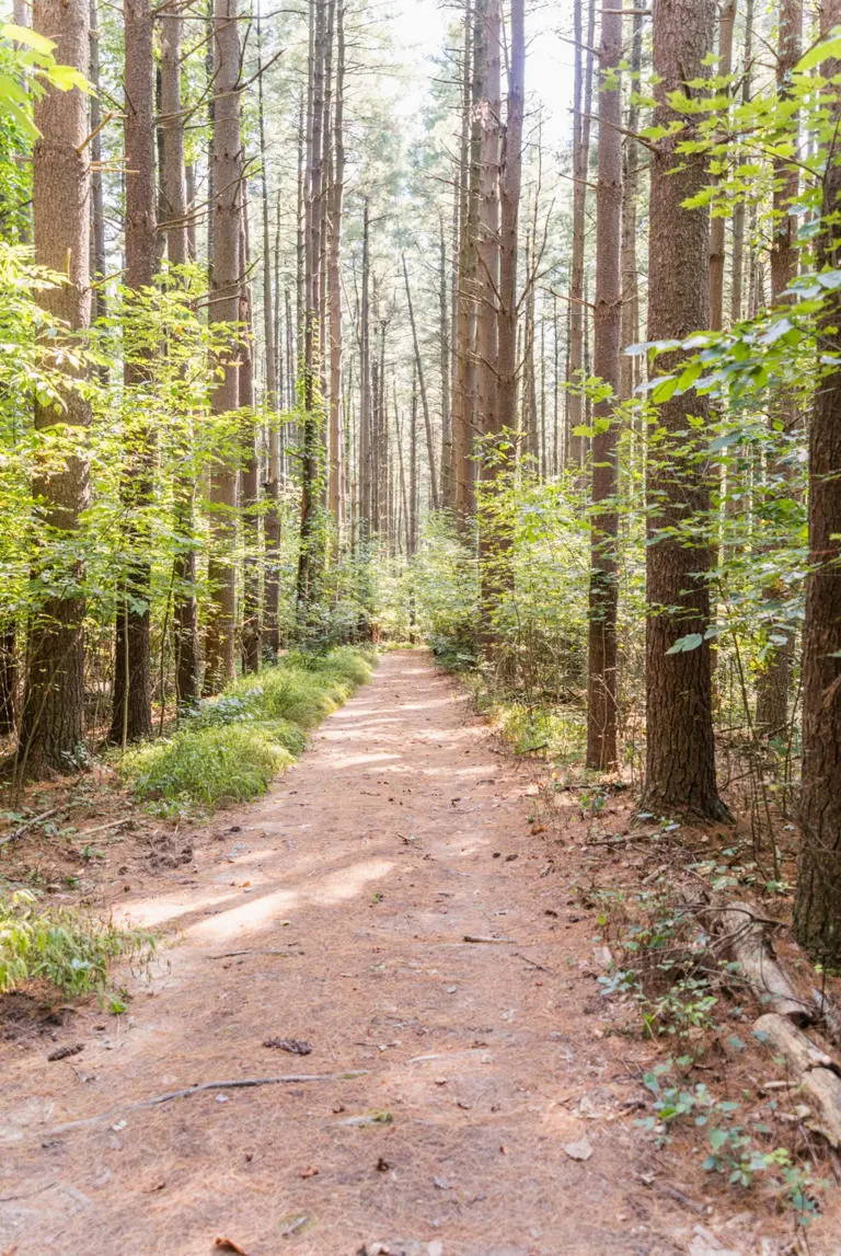 Cedar Cottage 37E57 Cedar Cottage 37E57